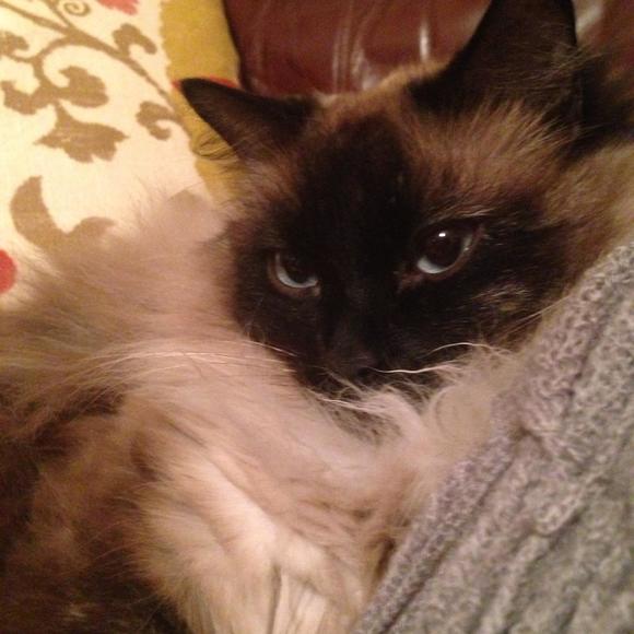 Meet your Posher, Amanda - Picture 1 of 1